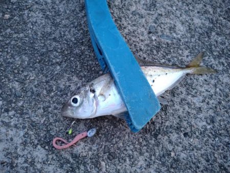 大雨後のアジング